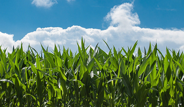 農(nóng)業(yè)機(jī)器人 農(nóng)業(yè)機(jī)器人